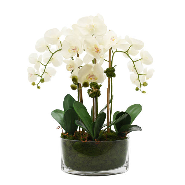 Creative Displays Inc Organic Modern Orchid Arrangement Reviews